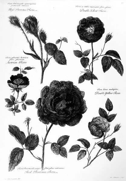 CATALOGUS PLANTARUM, 1730. Clockwise from top left: Moss provence rose; double