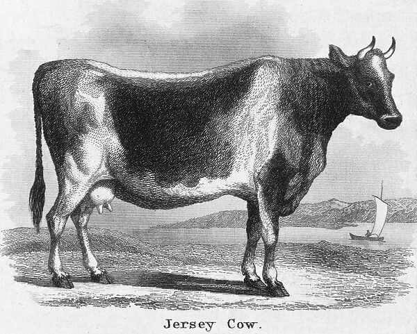 CATTLE, 19th CENTURY. Jersey cow. Steel engraving, 19th century