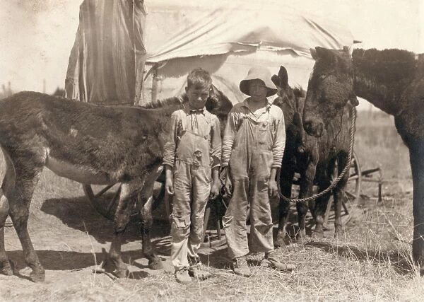 CHILD LABOR, 1917. A pair of truants, tending their fathers mules during school hours