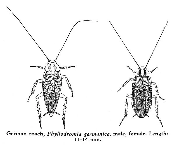 COCKROACHES. Male (left) and female German roach (Phyllodromia germanica). Length: 11-14 mm