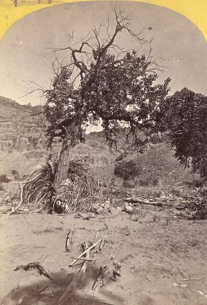 COTTONWOOD TREE, c1871. Cottonwood tree in Colorado. Photograph by E. O. Beaman, c1871