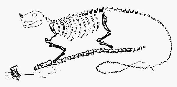 DINOSAUR: IGUANODON. Drawing of the first reconstruction of the skeleton of Iguanodon