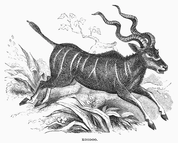 EAST AFRICA: KUDU. Tragelaphus imberbis. Line engraving, 19th century