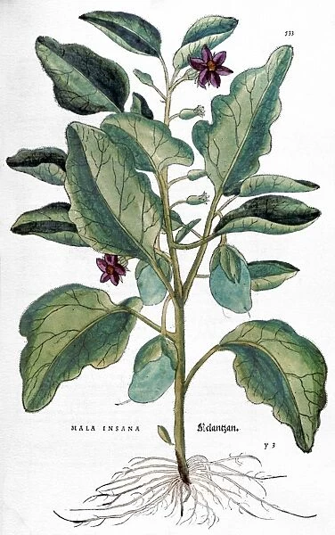 EGGPLANT, 1735. Eggplant (mala insana). Line engraving by Elizabeth Blackwell for her book A Curious Herbal published in London, 1735