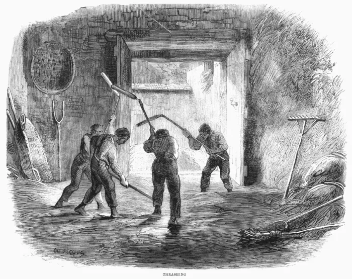 Framed Print : Farming Print: Threshing Wheat with Hand Flails, 1859 Wood Engraving Framed Print : Farming Print: Threshing Wheat with Hand Flails, 1859 Wood Engraving