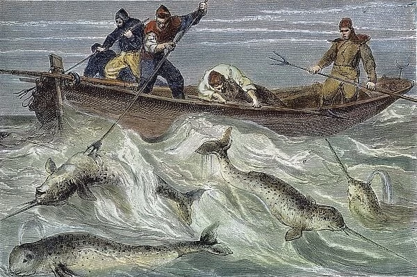FISHING FOR NARWHALS. Line engraving, 19th century