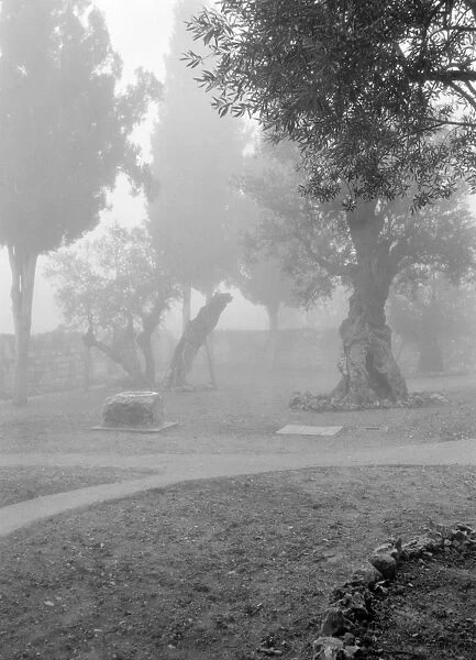 GARDEN OF GETHSEMANE. The Garden of Gethsemane covered in fog, East Jerusalem. Photograph