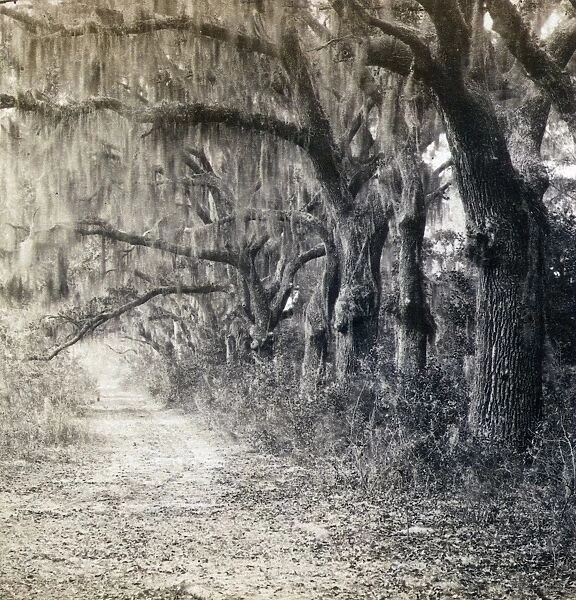 GEORGIA: SAVANNAH, c1863. Road lined with live oaks and Spanish moss, at Bonaventura