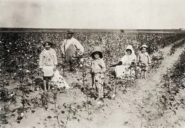 HINE: COTTON PICKING, 1916. The Walker family picking cotton in Geronimo, Oklahoma