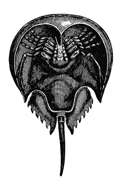 HORSESHOE CRAB. The underside of a king, or horseshoe, crab (Xiphosurus sowerbyi). Line engraving, c1882