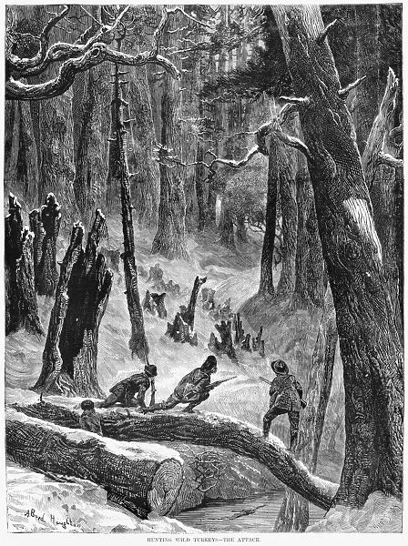 HUNTING, 1872. Hunting wild turkeys - the attack. Engraving, 3 February 1872
