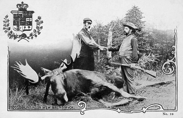 HUNTING: MOOSE. Moose hunting in New Brunswick, Canada. Canadian postcard, c1907