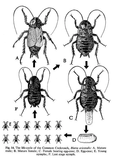 The life cycle of the common cockroach (Blatta orientalis): A. Mature male; B. Mature female; C. Female bearing egg-case; D. Egg case; E. Young nymphs; F. Last stage nymph