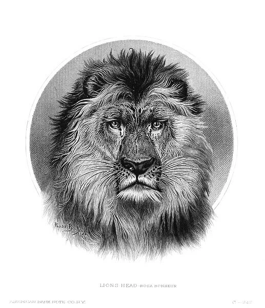 LION. Lions head. American steel banknote engraving, c1870, after Rosa Bonheur