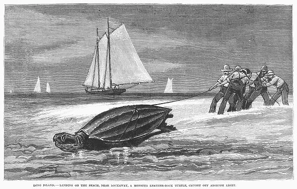 LONG ISLAND: TURTLE. Monster leatherback turtle landed at Absecom Lighthouse, Rockaway, Long Island. Line engraving, 19th century