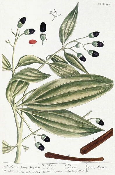 MALABAR CINNAMON, 1735. The Malabar or Java cinnamon plant. Line engraving by Elizabeth Blackwell from her book A Curious Herbal published in London, 1735
