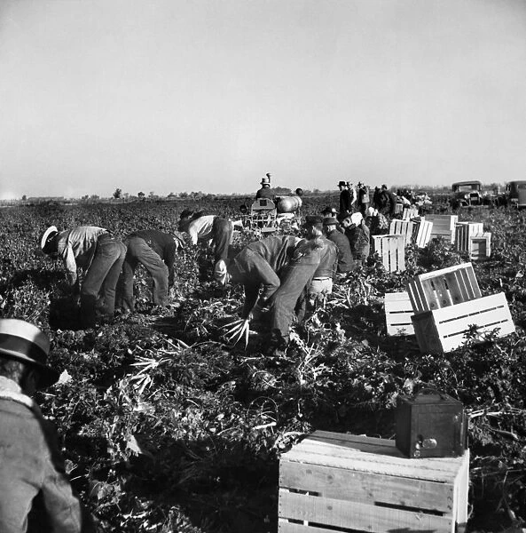 MIGRANT WORKERS, 1939. Migrant workers picking carrots for 14 cents per crate of 48 bunches