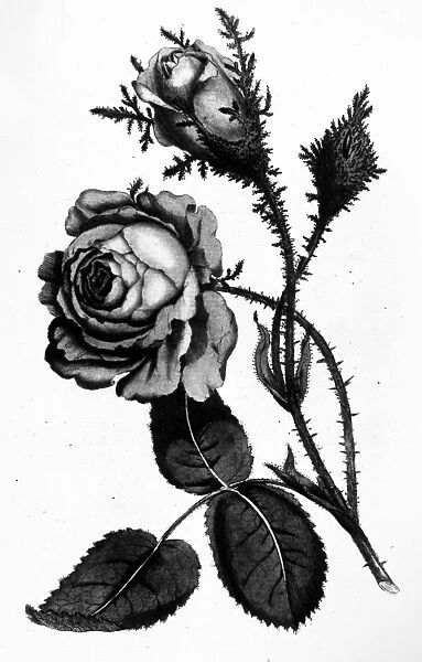 MOSS ROSE, 1788. Copper engraving from William Curtis Botanical Magazine, London