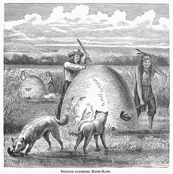 MUSKRAT HUNTING, 1873. Native Americans catching muskrats. Wood engraving, American, 1873