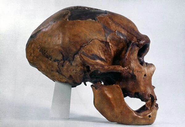 NEANDERTHAL SKULL. Lateral view of typical Neanderthal skull from la Chapelle-aux-Saints