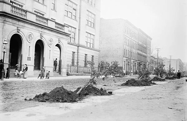 NEW YORK: ARBOR DAY, 1908. Trees ready to be planted on Arbor Day, outside Public