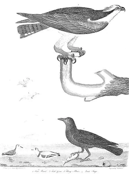ORNITHOLOGY, 1808-1814. 1. Fish Hawk 2. Fish Crow 3. Ring Plover 4. Least Snipe. Line engraving from Alexander Wilsons American Ornithology, 1808-1814