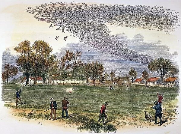 PIGEON HUNTING, c1875. Hunters shooting into a huge flock of migrating passenger pigeons. Color engraving, c1875