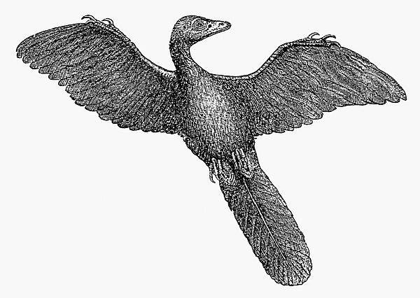 PREHISTORY: ARCHAEOPTERYX. Thought to be the first bird. From the Late Jurassic period. Wood engraving, 19th century