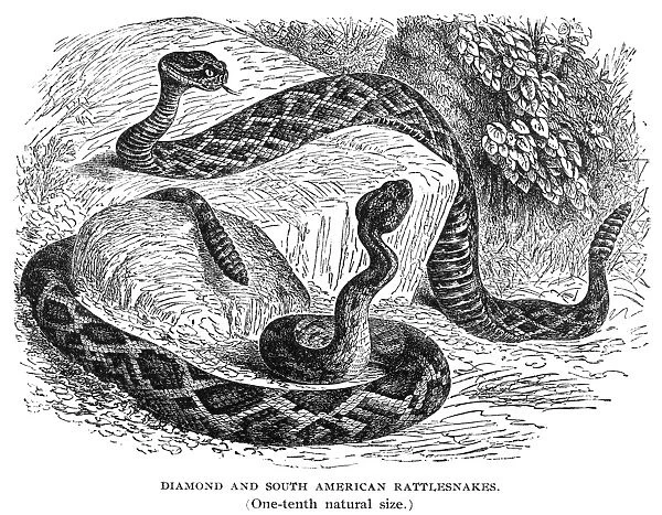 RATTLESNAKES. Eastern diamondback rattlesnake (Crotalus adamanteus, top) and South American rattlesnake (Crotalus horridus). Wood engraving, late 19th century