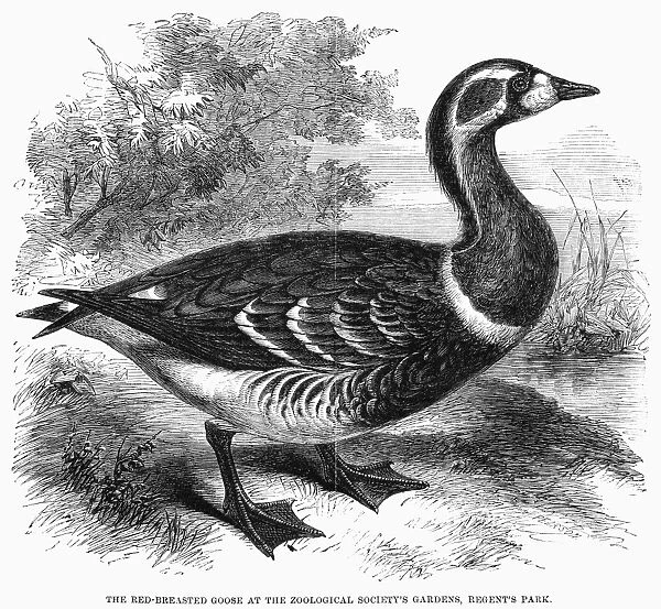 RED-BREASTED GOOSE, 1858. Wood engraving, English, 1858