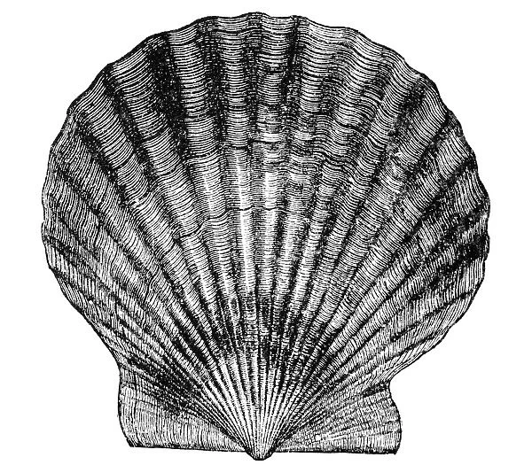 SCALLOP SHELL. Line engraving, 19th century