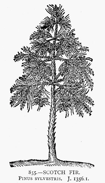 SCOTCH FIR, 1581. Pinus sylvestris. Woodcut, Flemish