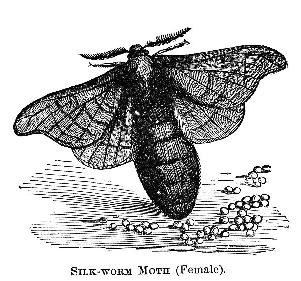 SILKWORM MOTH. Mature female silkworm moth, laying her eggs. Wood engraving, American, 1873