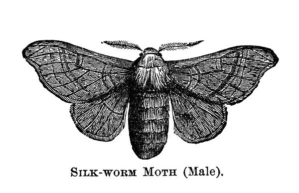 SILKWORM MOTH. Mature male silkworm moth. Wood engraving, American, 1873