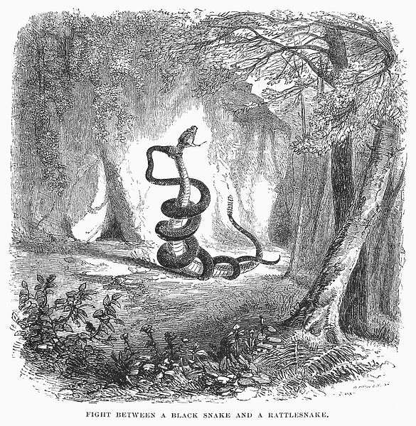 SNAKE FIGHT. Fight between a black snake and a rattlesnake. Line engraving, 19th century