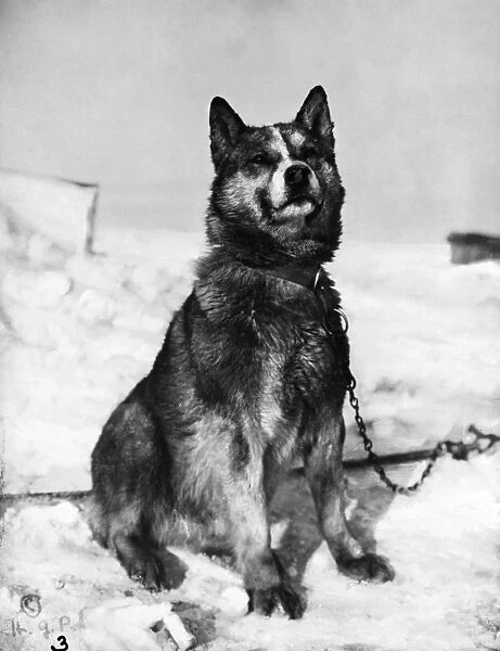 TERRA NOVA EXPEDITION. Chris, one of the sled dogs of the Terra Nova Expedition to the South Pole, led by Captain Robert Falcon Scott. Photograph by Herbert Ponting, 1910 or 1911