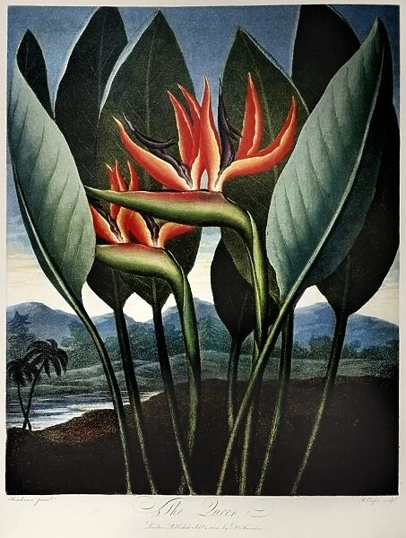 THORNTON: STRELITZIA. The Queen (Strelitzia reginae Banks). Commonly known as a bird of paradise flower. Engraving by Richard Cooper the Younger after a painting by Peter Henderson for The Temple of Flora, by Robert John Thornton, 1804