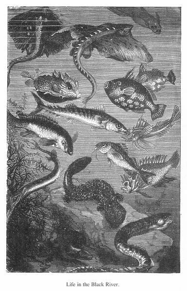 VERNE: 20, 000 LEAGUES. Life in the Black River : wood engraving after a drawing by Alphonse de Neuville from an 1870 edition of Jules Vernes Twenty Thousand Leagues Under the Sea