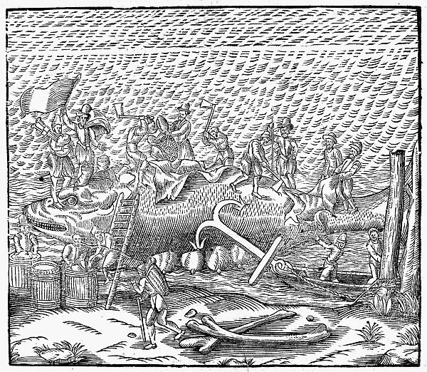 WHALING, 16th CENTURY. The cutting up of a whale to the accompaniment of bagpipe music