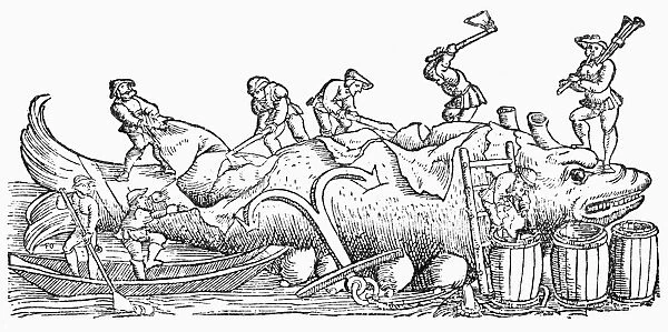 WHALING: BLUBBER REMOVAL. Cutting blubber from a whale to bagpipe accompaniment