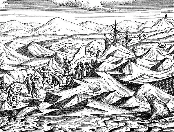 WILLEM BARENTS (c1550-1597). Dutch navigator. Barents and his men battling ice floes and polar bears in the artic. Line engraving from Gerrit de Veers The Voyages of Willem Barents to the Arctic Regions, 1598