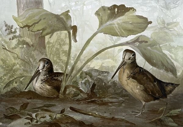 WOODCOCKS, c1878. Lithograph by Alexander Pope, Jr. c1878