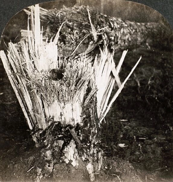 WORLD WAR I: TREE. Stereograph view of a tree shattered by Russian artillery fire