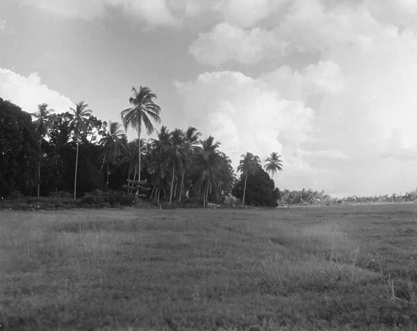 ZANZIBAR: MEADOW, c1936. Meadow and palm trees in Zanzibar. Photograph, c1936