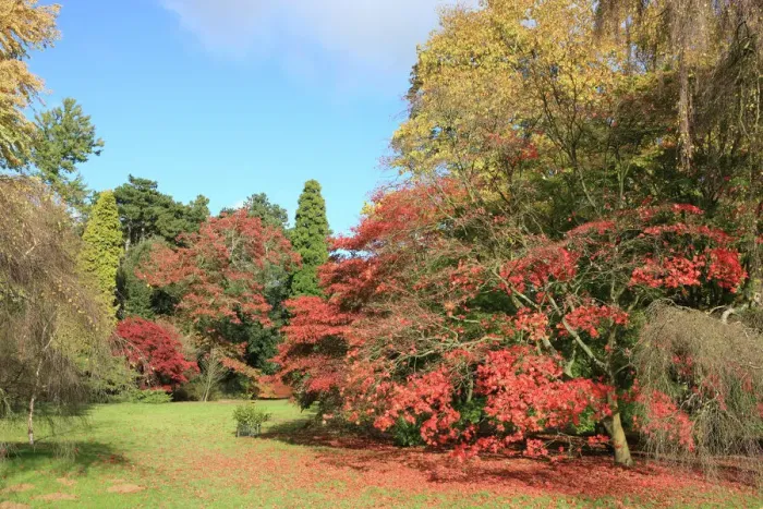 Framed Print : Westonbirt Autumn Print Framed Print : Westonbirt Autumn Print