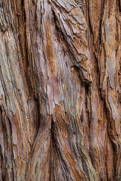 The bark of a coastal redwood in Roturua, Bay of Plenty, in New Zealand