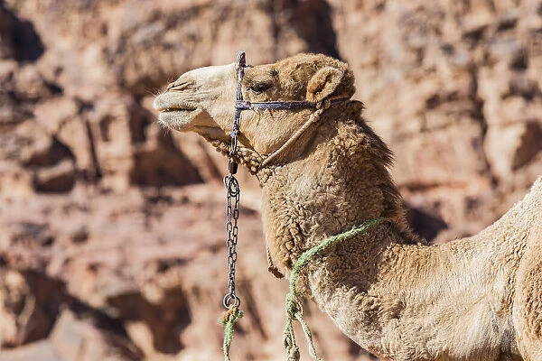 A camel at Wadi Rum, Jordan