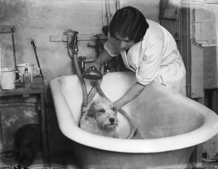 Rights Managed : A dog in a roll-top bath Rights Managed : A dog in a roll-top bath