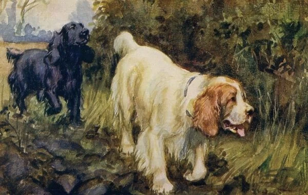 Cocker and Clumber spaniels