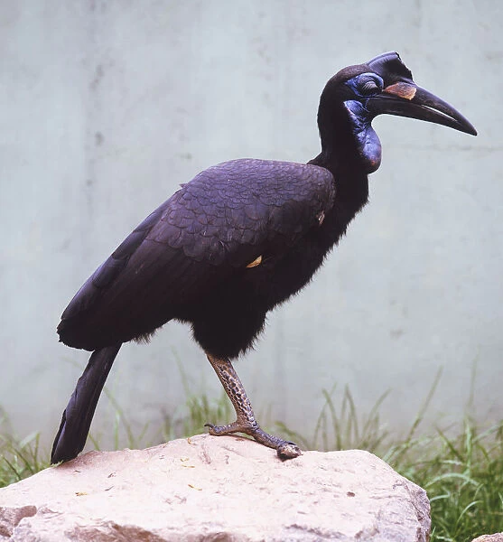 Abyssinian ground hornbill (Bucorvus abyssinicus), bird standing on one leg, on a rock